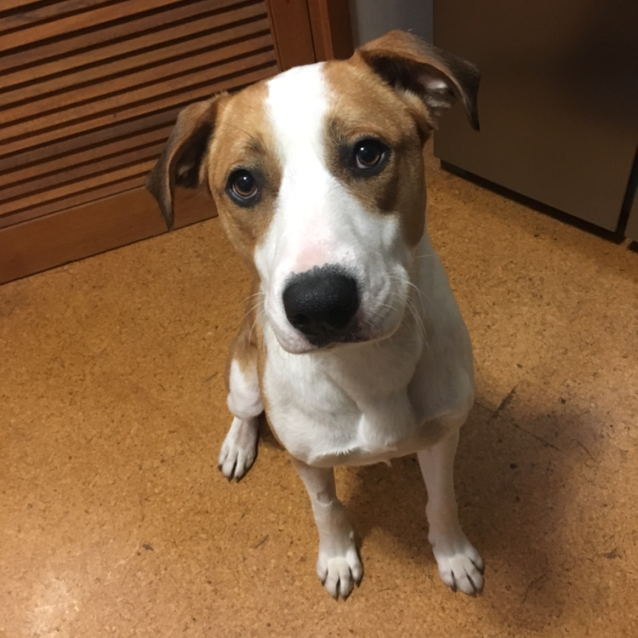 Archiefox cat friendly Medium Male Foxhound x Greyhound Mix Dog