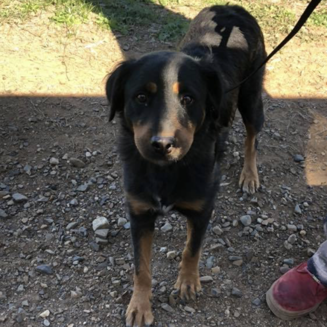 Photo of Nova (Now On Trial Adoption)