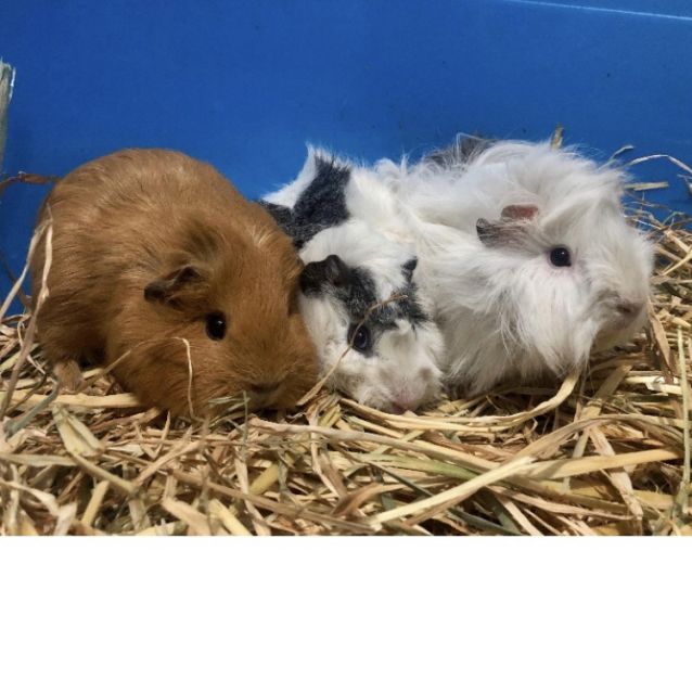 Photo of Sissi, Sadie And Blanca