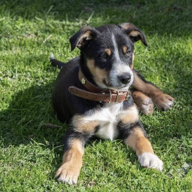 border collie x kelpie x cattle dog