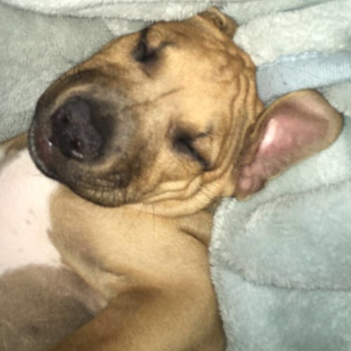Puppy Clifford DL2301
