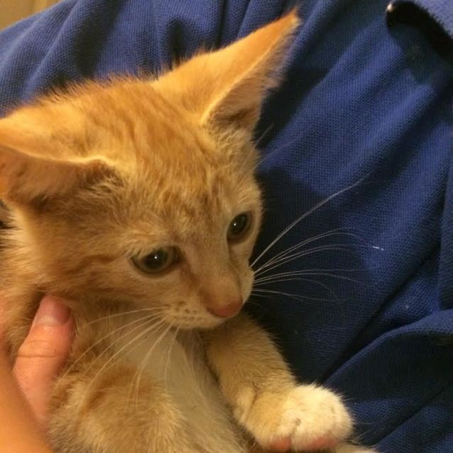 Photo of Peanut & Walnut