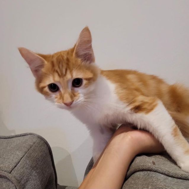 Photo of Pancake