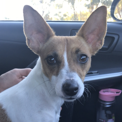 Scarlett (on trial adoption)