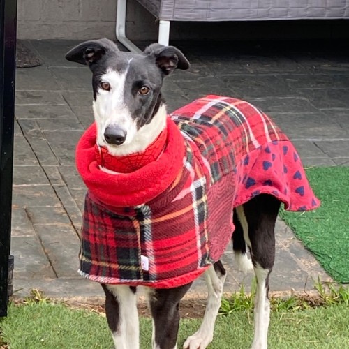 Betsy, the cat friendly greyhound