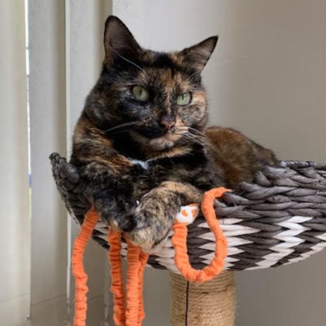 Photo of Tilly   4 Year Old Cat (On Trial 14/08/2022)