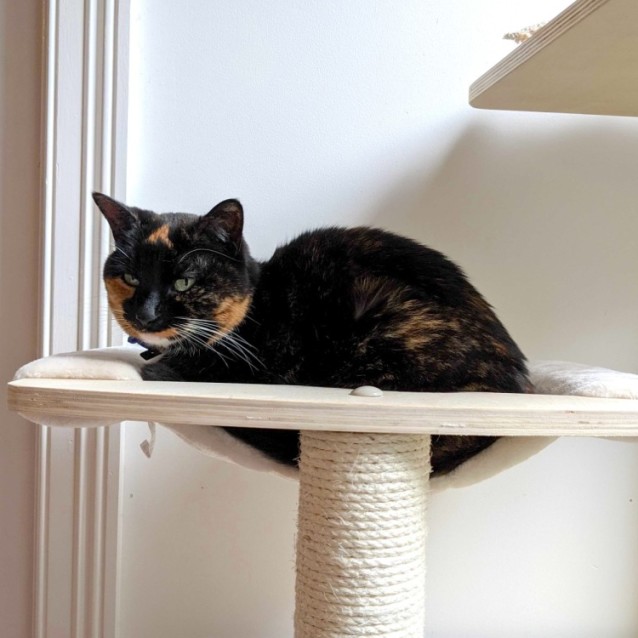 Photo of Taco (Puss)