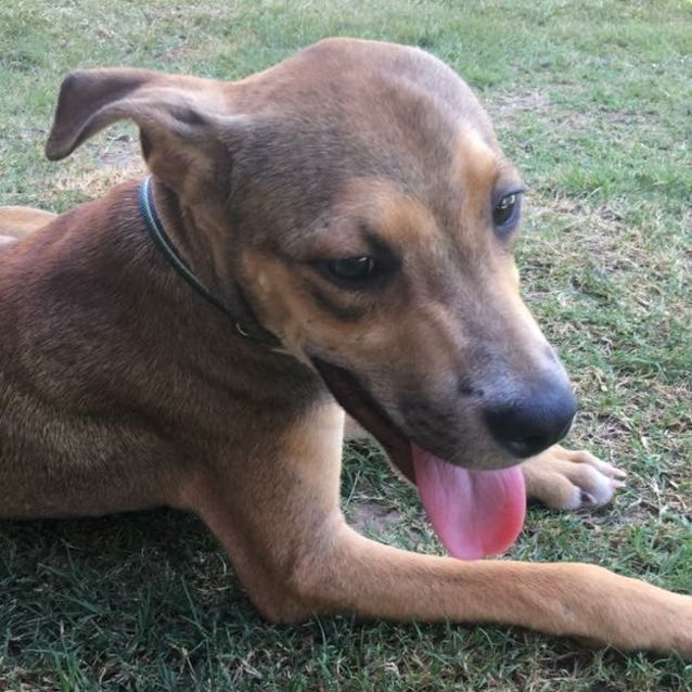 Photo of Rusty