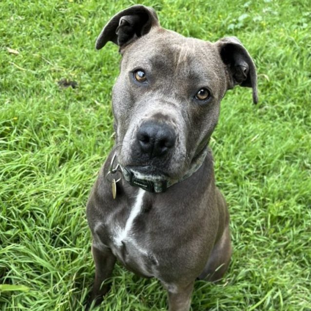 Bjork Medium Female Staffordshire Bull Terrier Mix Dog In VIC PetRescue Bjork Medium Female Staffordshire Bull Terrier Mix Dog In VIC PetRescue