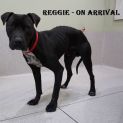 Photo of Reggie