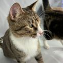 Photo of Bourbon