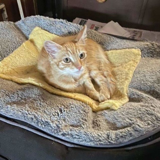 Photo of Bobby ** Our Divine Kitten **
