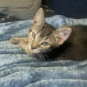 Photo of Kenku **2nd Chance Cat Rescue**