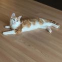 Photo of Peanuts