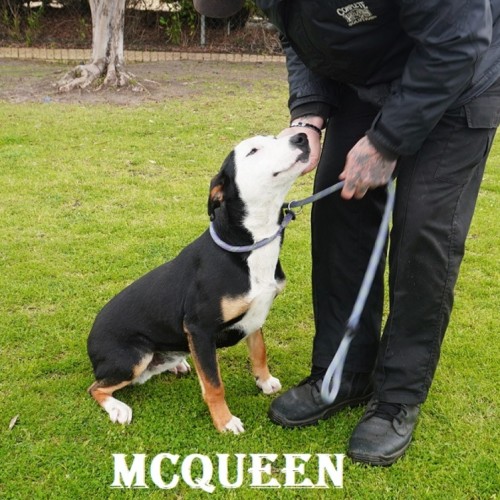 McQueen