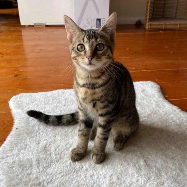 Photo of Sonia ^^Dandy Cat Rescue^^