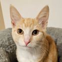Photo of Kimchi