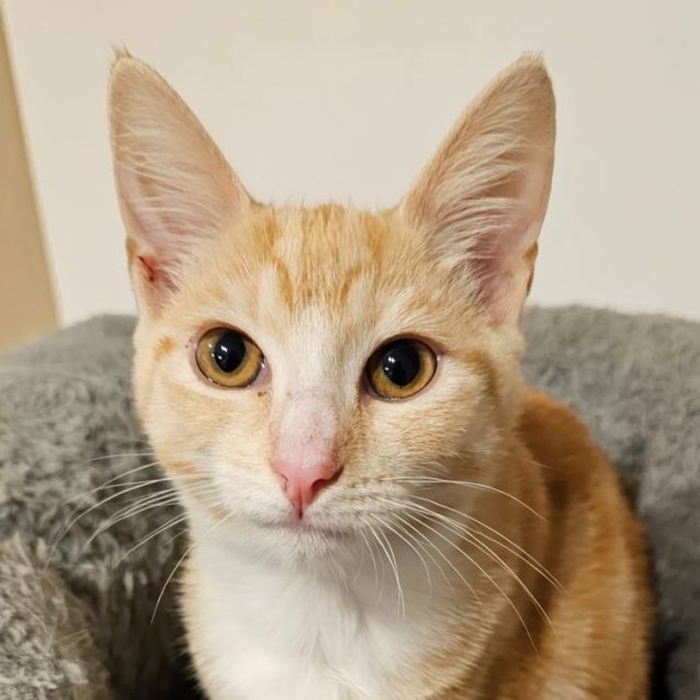 Photo of Kimchi