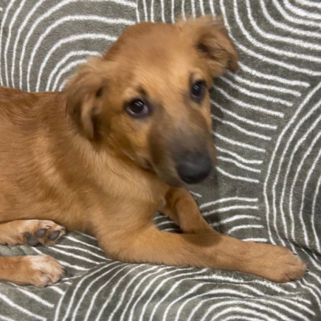 Photo of Silky