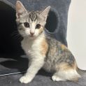 Photo of Waffle