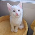 Photo of Lou ** 2nd Chance Cat Rescue**