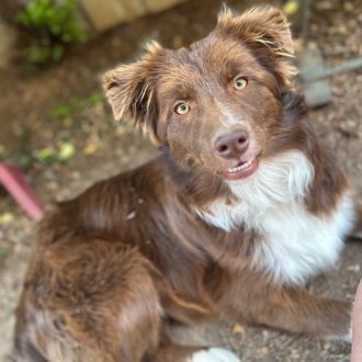 Medium Female Border Collie Dog