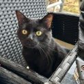 Photo of Panther