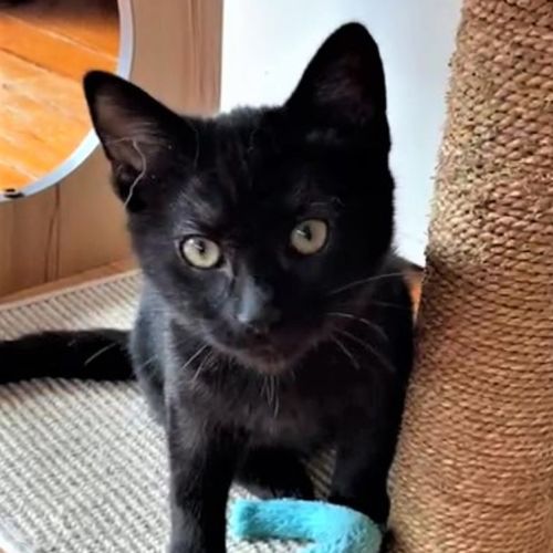 Bran ^Dandy Cat Rescue