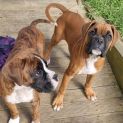 Photo of Ambrosia Or Aloysius