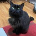 Photo of Duchess