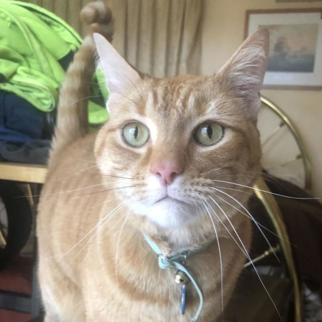 Photo of Boston 🐈‍⬛