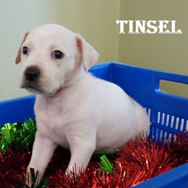 Photo of Tinsel