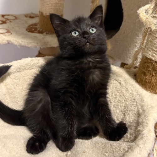 No photo for Batman **2nd Chance Cat Rescue**