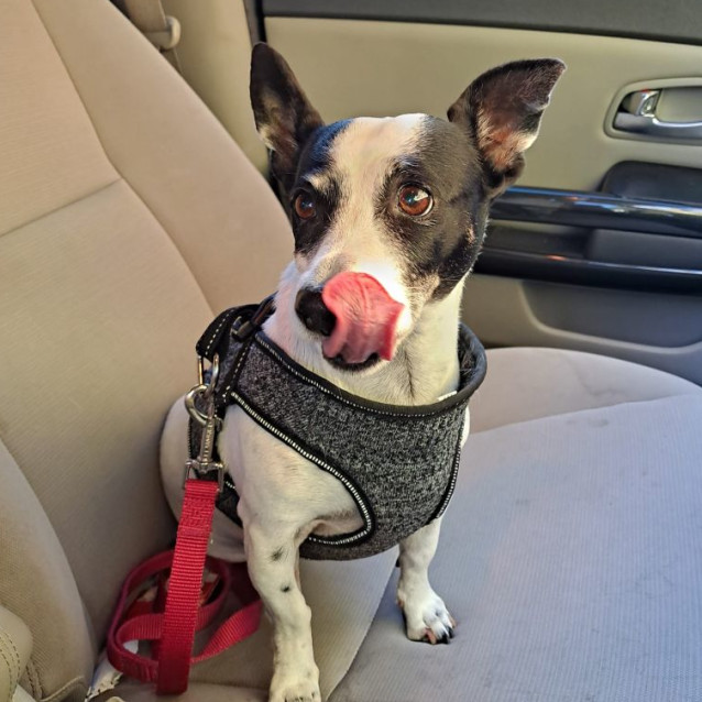 Photo of Jezzy ❤️🐶