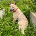 Photo of Ringer