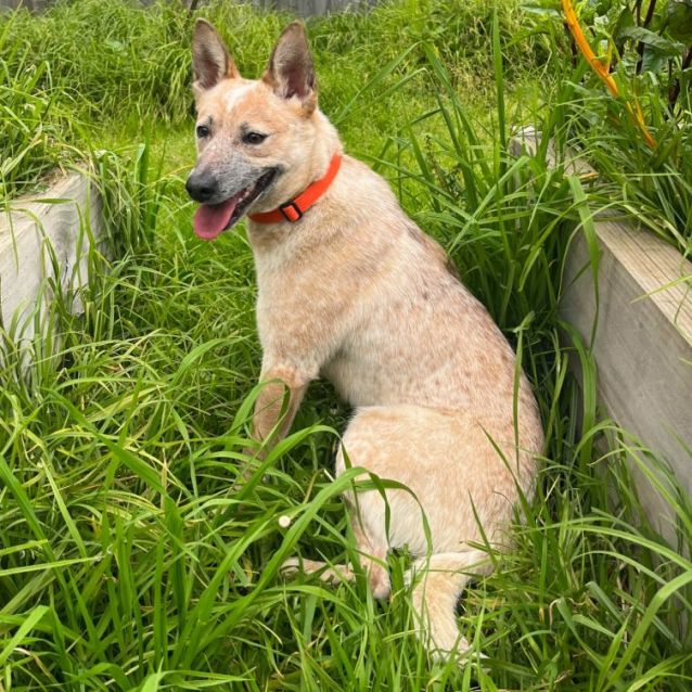 Photo of Ringer