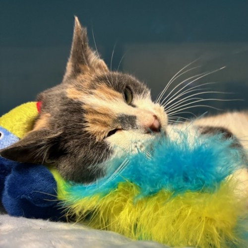 No photo for Crackle