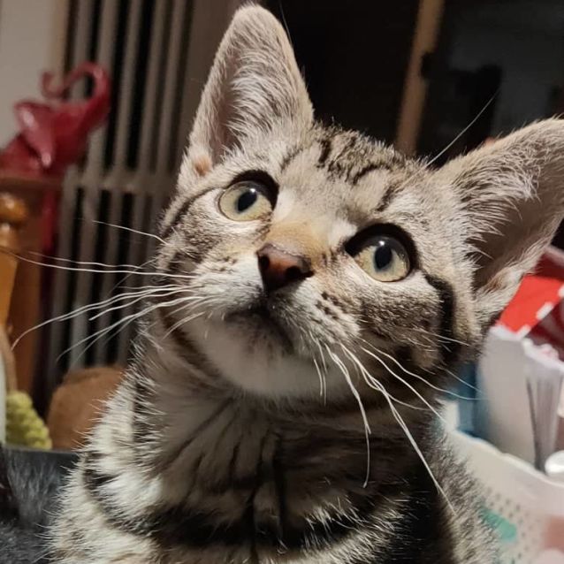Photo of Toby