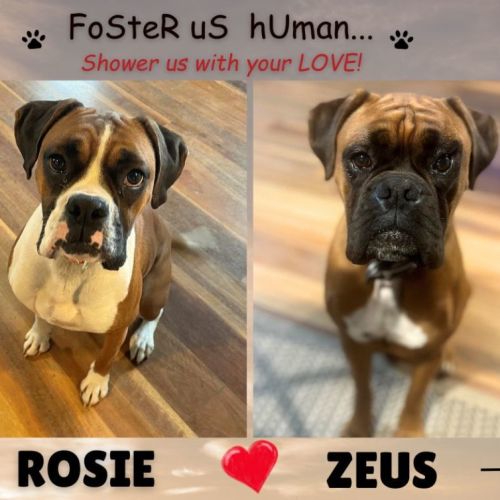 Rosie & Zeus