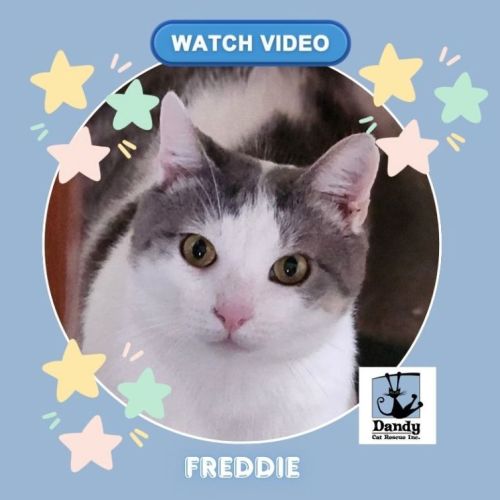 No photo for Freddie ^^Dandy Cat Rescue^^