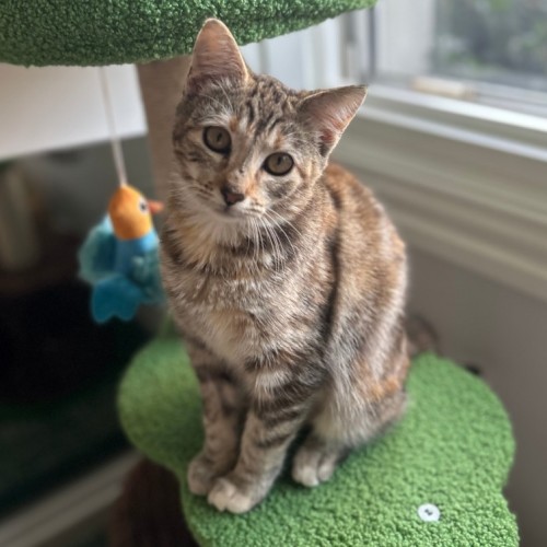 Cinnamon