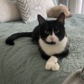 Photo of Marshmallow