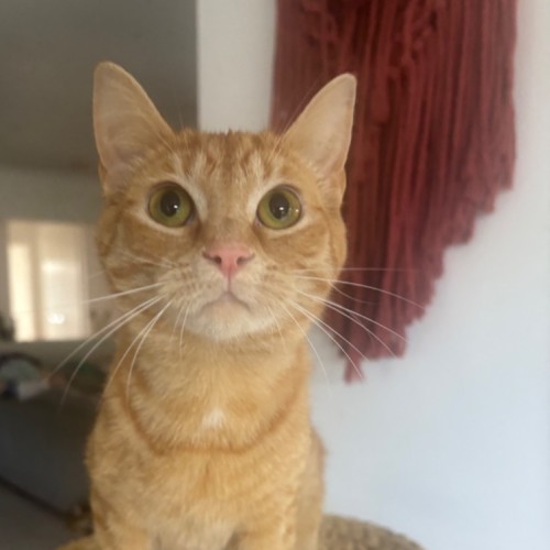 Maggie meet me@Petstock Hastings store