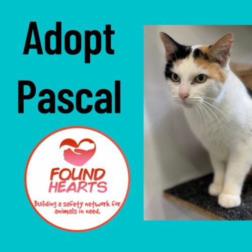No photo for Pascal