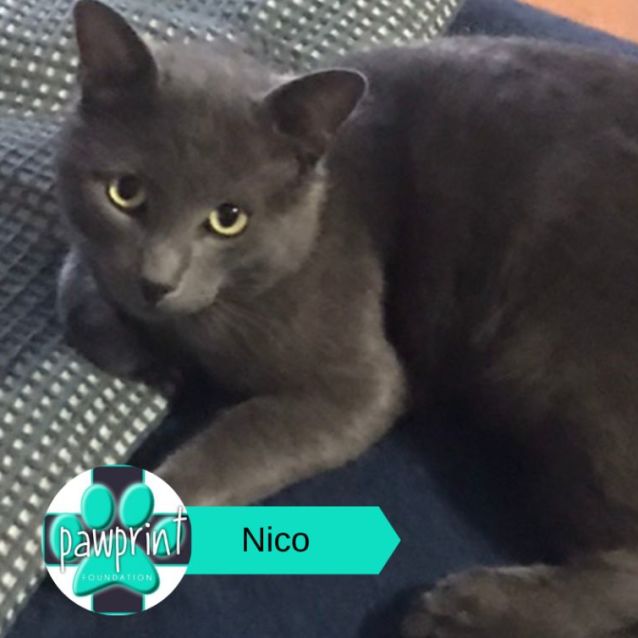 Photo of Nico