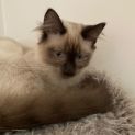 Photo of Jack (Kitten)