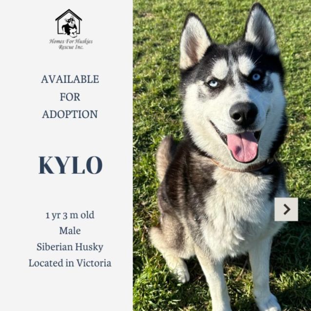 Husky rehoming near outlet me