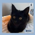 Photo of Betty ^^Dandy Cat Rescue^^