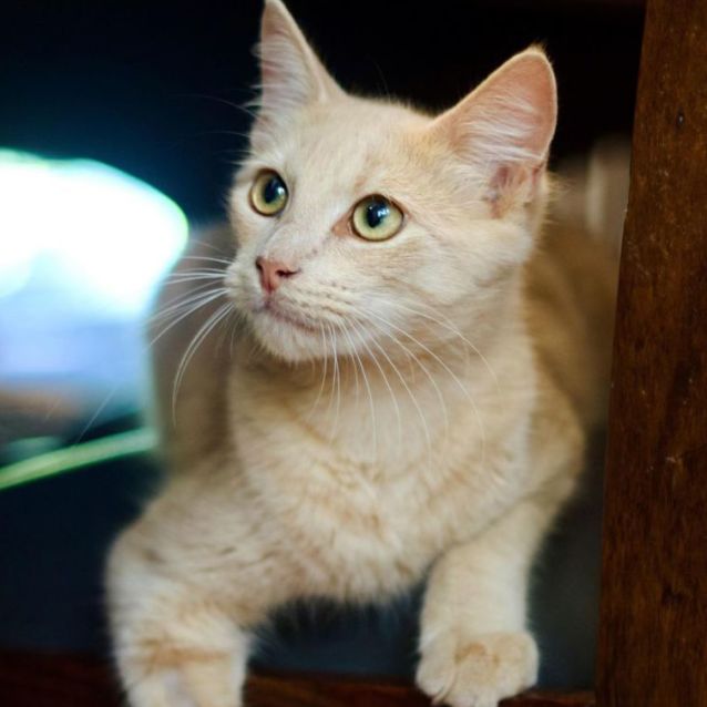 Photo of 💛 Baxter 💛