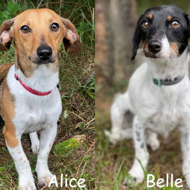 Photo of Alice & Belle